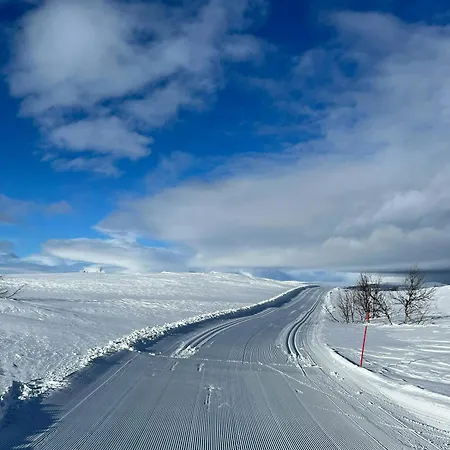 Furuly At Sangefjell, Peace And Nature Ål